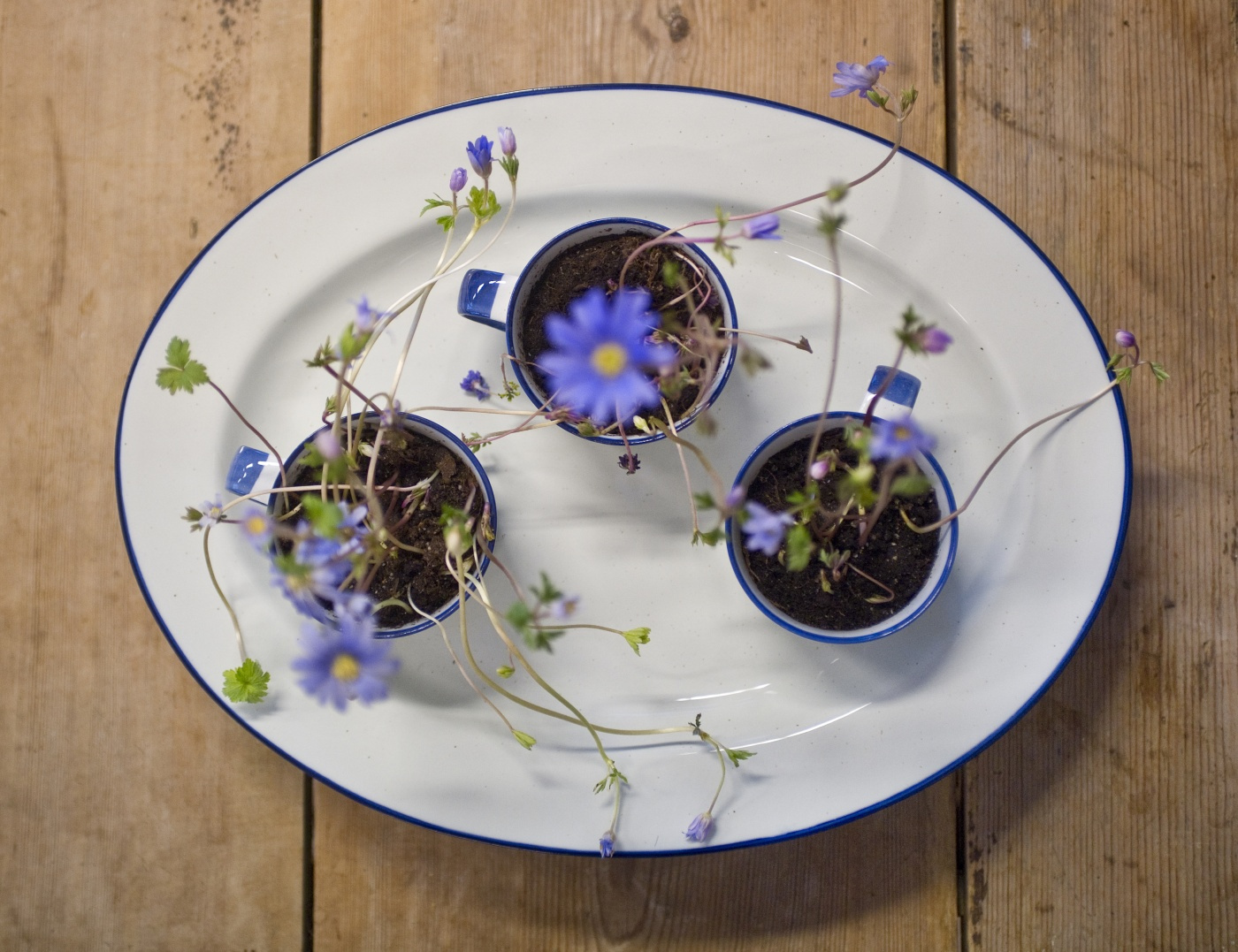 Serveringsfat Ovanåker blå kant